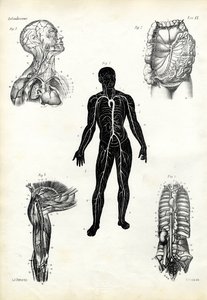 筋肉、1863-79
